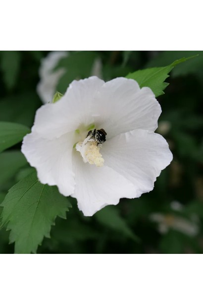 Вайт Шифон. 